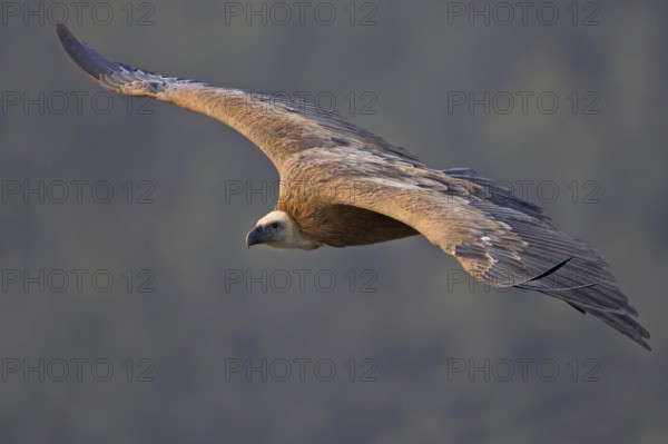 Griffon Vulture (Gyps fulvus)