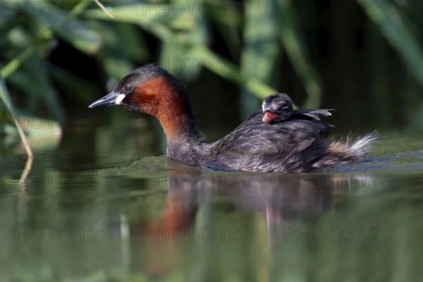 Little Grebe (Tachybaptus ruficollis) with chick, Saxony, Germany