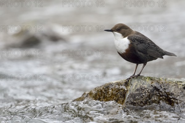 White-throated Dipper (Cinclus cinclus), North Rhine-Westphalia, Germany