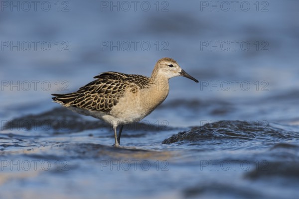 Ruff (Calidris pugnax), Eilat, Israel