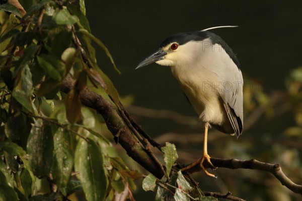 Black-crowned Night Heron (Nycticorax nycticorax) perched on a branch, Sri Lanka
