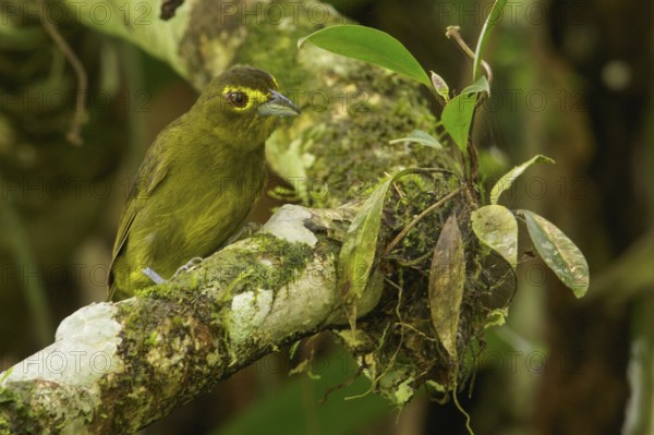 Lemon-spectacled Tanager (Chlorothraupis olivacea) perched on a branch in the Andes mountains of Colombia