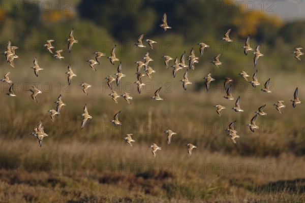 Kentish Plover (Charadrius alexandrinus) group flying, Mallorca, Spain