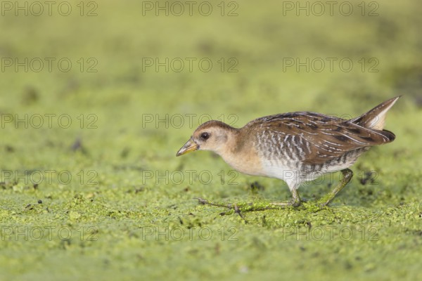 Sora : Great Meadows NWR : Concord, MA