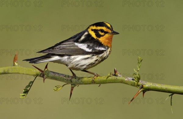 Blackburnian Warbler (Setophaga fusca), Texas, USA