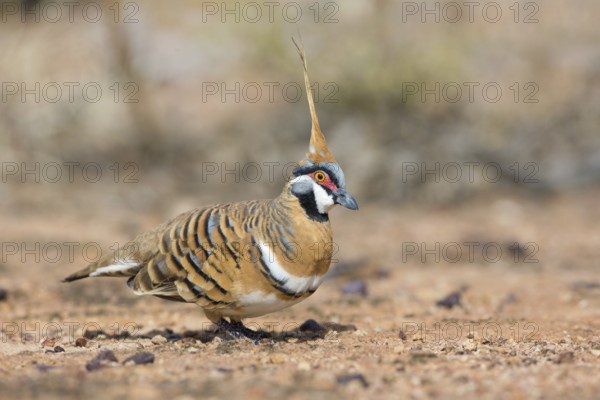 Spinifex Pigeon (Geophaps plumifera) perched on the ground, Queensland, Australia