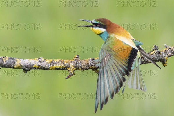 European Bee-eater (Merops apiaster) calling, perched on a branch, Subotica, Serbia