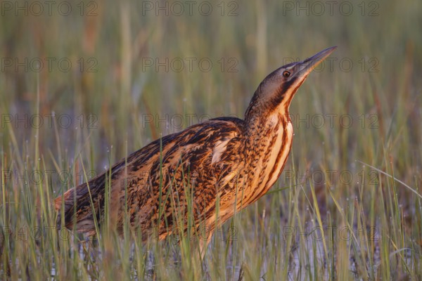 Eurasian Bittern (Botaurus stellaris) foraging, Austria