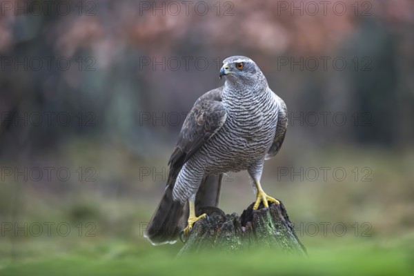 Northern Goshawk (Accipiter gentilis) female, Netherlands