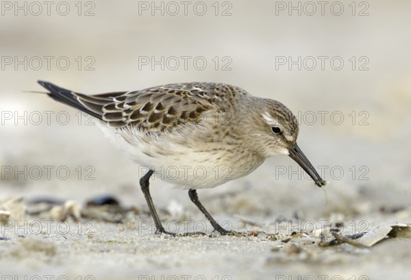 White-rumped Sandpiper (Calidris fuscicollis), Texas, USA