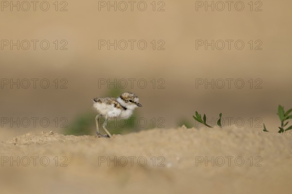 Little Ringed Plover (Charadrius dubius) chick, North Rhine-Westphalia, Germany