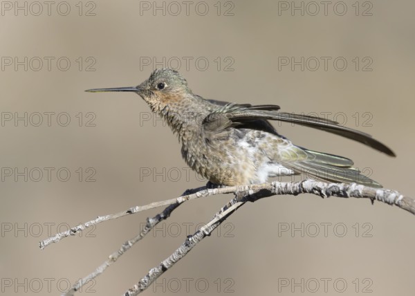 Giant Hummingbird (Patagona gigas) perched on a branch, Metropolitana, Chile