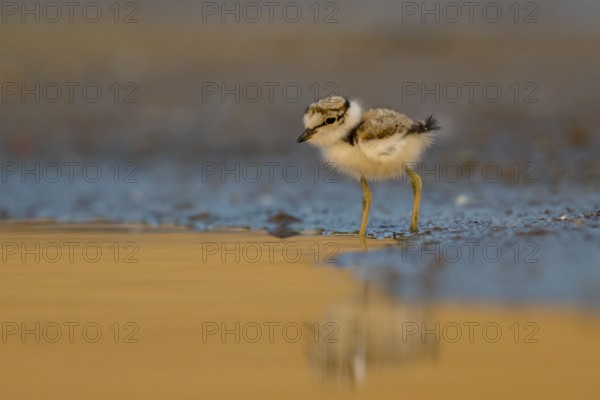 Little Ringed Plover (Charadrius dubius) chick at a waterhole, North Rhine-Westphalia, Germany