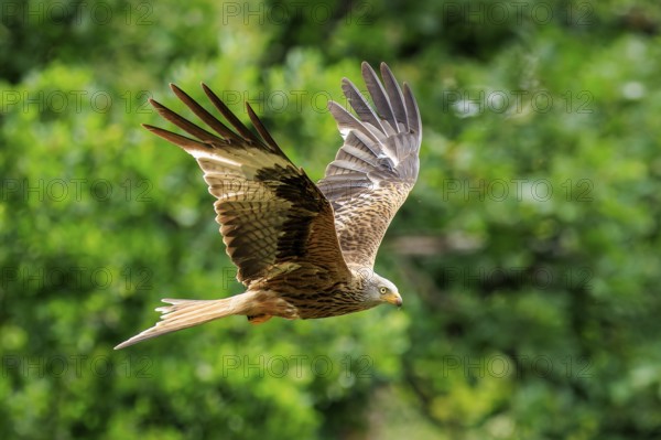 A bird of prey flies through a lush green landscape, Red Kite, (Milvus milvus) wildlife, Germany