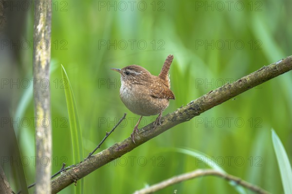 A wren (Troglodytes troglodytes) sitting on a branch, animal photo, bird, bird species, nature photo, wildlife, fauna, Steinhuder Meer, Mardorf, Neustadt am Rübenberge, Hanover Region, Lower Saxony, Germany