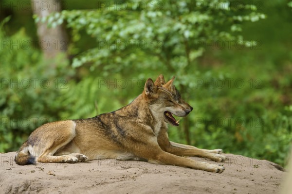 Wolf (Canis lupus), two wolves lying relaxed on a sand hill in the forest, Germany