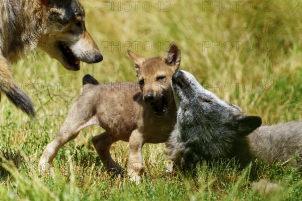 Two wolf pups playing on a green meadow, accompanied by an adult wolf, Timberwolf, wolf, American wolf, (Canis lupus lycaon), pup, Germany