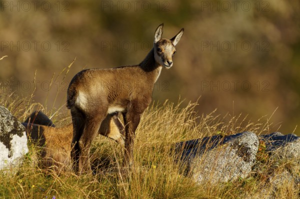 Young chamois standing upright on a grassy area, chamois, chamois, (Rupicapra rupicaprae), fawn, wildlife, Vosges, France