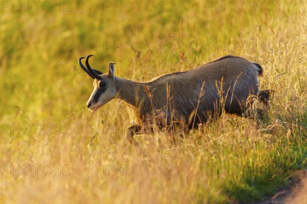 A chamois moves carefully down a grassy slope, chamois, chamois, (Rupicapra rupicaprae), wildlife, Vosges, France