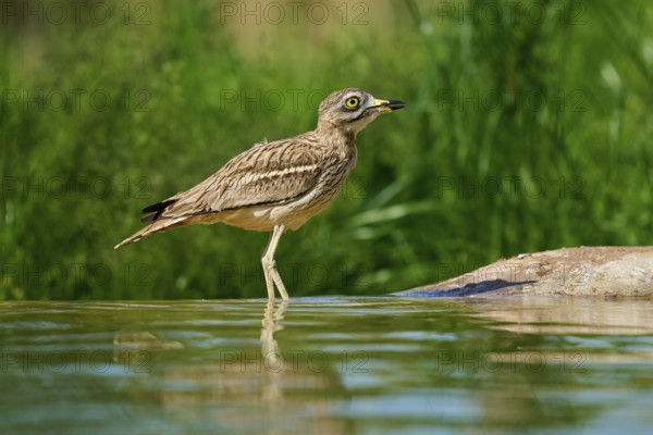 A bird with a watchful gaze at a waterhole in a green environment, Stone Curlew (Burhinus oedicnemus), spring, France