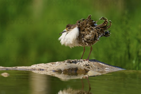 A bird with spread plumage stands on a rock in the water against a green, natural background, Ruff (Calidris pugnax), spring, France