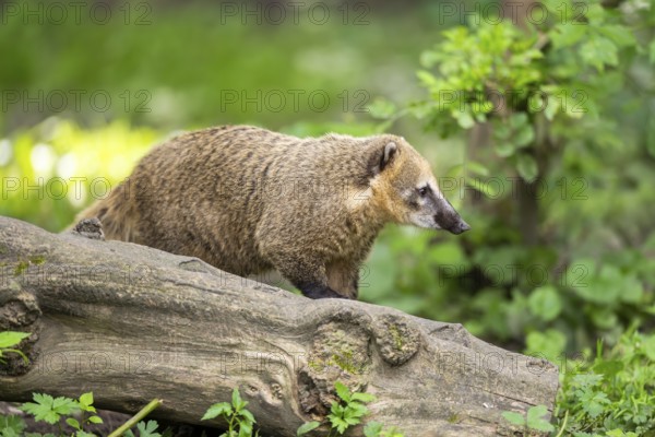 South American coati (Nasua nasua) on an old tree trunk, captive, Zoo Augsburg