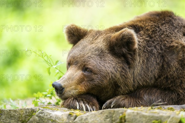 Brown bear (Ursus arctos) lying on a rock, portrait, Bavaria, Germany