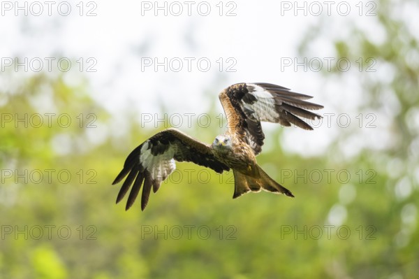 Red kite (Milvus milvus) flying in a forest in early summer, Bavaria, Germany