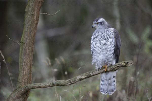 Habicht; lat. Accipiter gentilis; adultes Weibchen; auf einem Ast am Waldrand stehend; entspannte Haltung; einen Fang eingezogen
