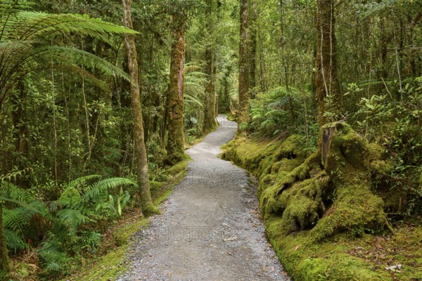 A narrow, winding path through a dense, moss-covered forest, summer, Lake Matheson, Fox Glacier, South Island, New Zealand