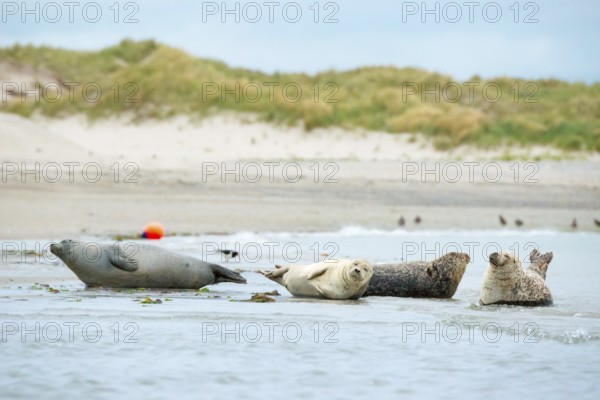 Several harbour seals (Phoca vitulina), seals, group, resting at low tide at the edge of the water, shore, sandy shore, wide sandy beach, small waves wash on the deserted, bright beach, calm sea in the evening, in the background a buoy and white dunes, sand dunes with vegetation, little surf, overcast sky, nobody, maritime landscape, serenity, relaxation, smile, view, island dune, Helgoland, Schleswig-Holstein, North Sea, Germany
