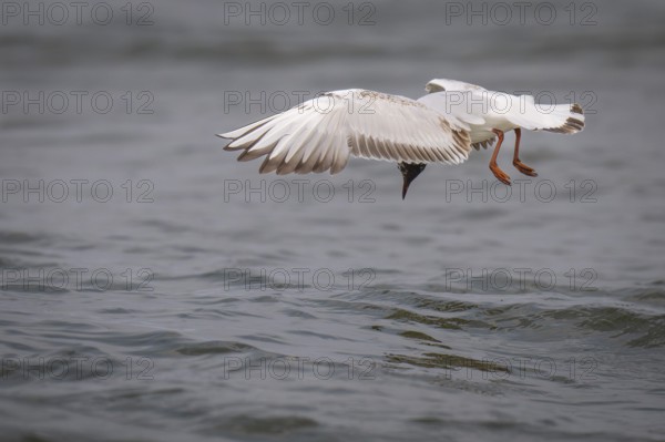 Black-headed gull (Chroicocephalus ridibundus) in summer plumage, looking for small fish, near Hvide Sande, Ringkøbing Fjord, North Sea, Denmark
