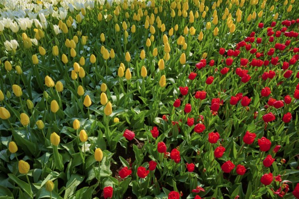 Bed of white, yellow and red tulips in full bloom, Keukenhof, Lisse, province of South Holland, Netherlands