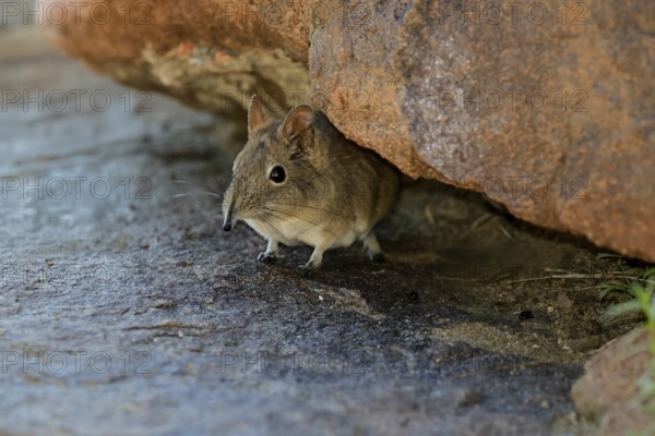 Short-eared elephant shrew (Macroscelides probosideus), adult, foraging, Mountain Zebra National Park, Eastern Cape, South Africa