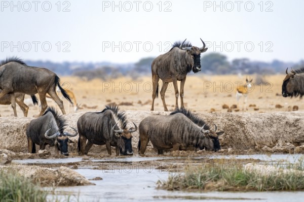 Blue wildebeest (Connochaetes taurinus), group drinking at a waterhole, Nxai Pan National Park, Botswana