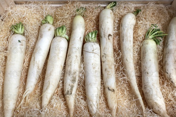 White carrots