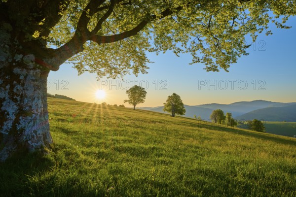 Gentle sunset over a quiet meadow with a large beech tree in the foreground, spring, Schauinsland, Freiburg im Breisgau, Black Forest, Baden-Württemberg, Germany