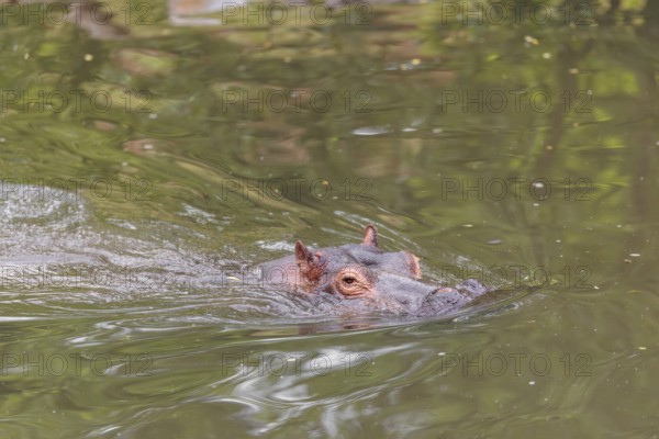 An adult hippopotamus (Hippopotamus amphibius) swimming in a river