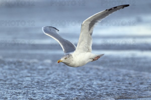 Silbermöwe; lat. Larus argentatus; Alterskleid; Ruhekleid; im Flug über dem Spülsaum der Nordseeküste; Düne von Helgoland