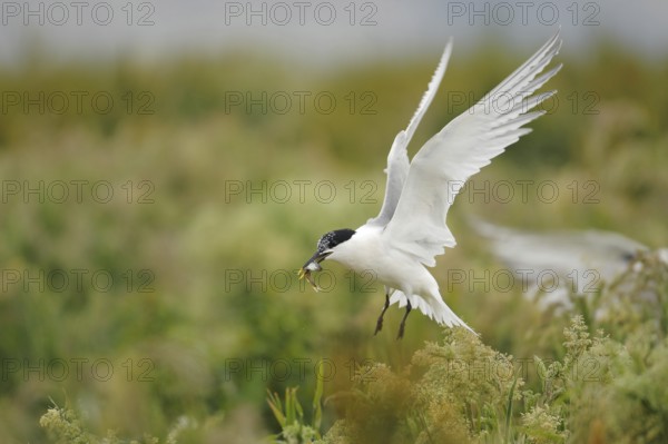 Sandwich Tern (Thalasseus sandvicensis) flying, Farne Island, United Kingdom