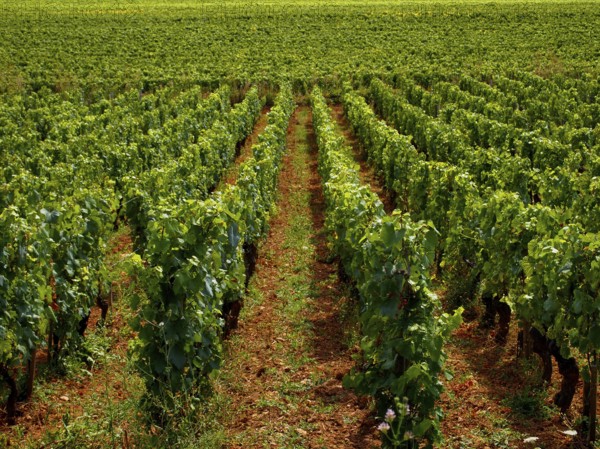 Lush green grapevines dominate the landscape of Cote d'Or in Burgundy, Auvergne-Rhone-Alpes, France. Rows of vines are abundant under the warm sun, ready for harvest