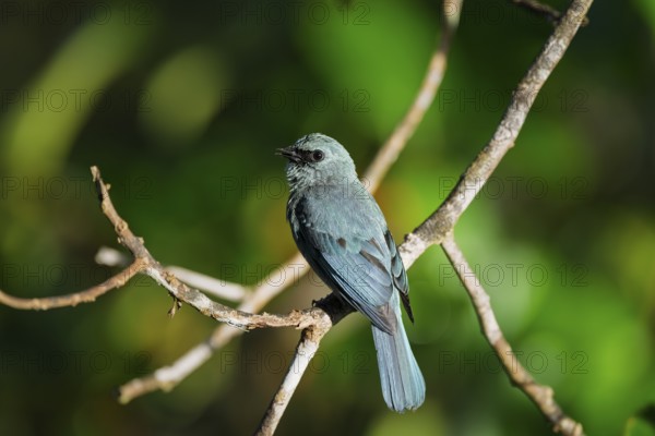 Lazuli flycatcher (Eumyias thalassinus), Sandakan, Sabah, Malaysia