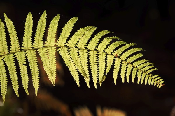 Bracken fern (Pteridium aquilinum), fern fronds against the light, North Rhine-Westphalia, Germany