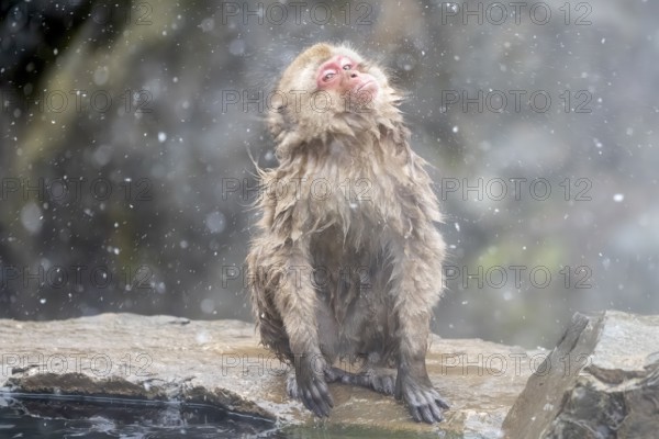 Japanese macaque (Macaca fuscata), wet, bathing, shaking the water out of its fur, in winter, Jigokudani Snow Monkey Park, Yamanouchi, Shimotakai, Nagano Prefecture, Japan