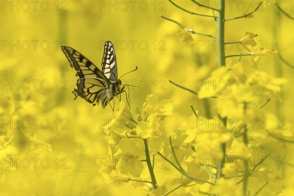 A Swallowtail (Papilio machaon) resting on a rape blossom in the sunshine, Hesse, Germany