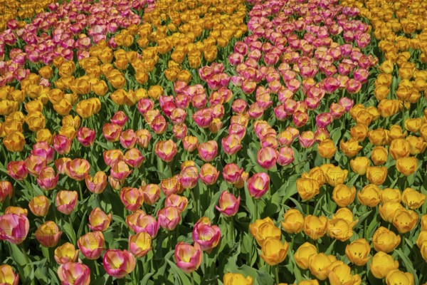 A vibrant flower field with yellow and pink tulips in full bloom, representing spring, Keukenhof, Lisse, province of South Holland, Netherlands