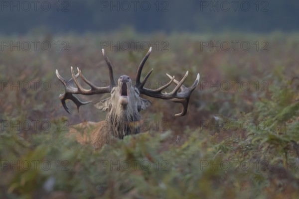 Red deer (Cervus elaphus) adult animal male stag roaring during the rutting season, England, United Kingdom