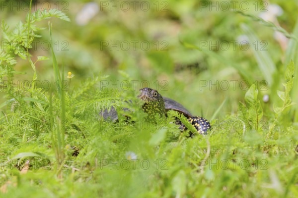 A European pond turtle (Emys orbicularis), makes its way through the green meadow next to the pond