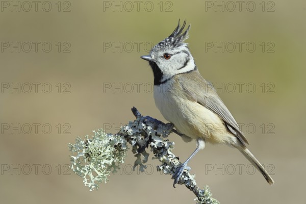 Crested Tit (Lophophanes Scalloped ribbonfish), on a branch overgrown with lichen, Wilnsdorf, North Rhine-Westphalia, Germany