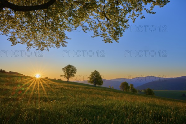 Green meadow with trees at sunrise, warm sunbeams flood the landscape, spring, Schauinsland, Freiburg im Breisgau, Black Forest, Baden-Württemberg, Germany